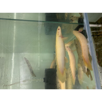 虎纹恐龙鱼活体活鱼红眼虎斑纹大花恐龙王热带鱼清理垃圾肉食龙鱼家养办公室水族馆观赏鱼包活 岚黛1条短身红眼金恐龙12 14厘米 图片价格品牌报价 京东