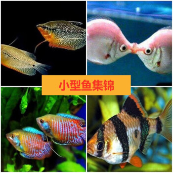 觀賞小型魚活體綠虎皮魚黃曼龍珍珠馬甲接吻魚五彩裙麗麗 馬甲球 3-4