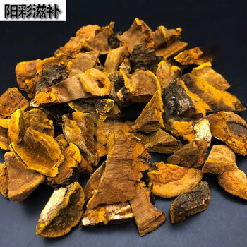 伟博西藏桑黄20年特级灵芝天然正宗桑树金边桑黄的功效与作用 20年