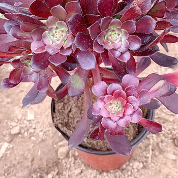 精品绿植多肉多肉植物法师法师新三仙铜壶万圣节红铜壶6到8头