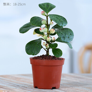 小盼菩提树盆景办公室绿植室内盆栽花卉桌面四季好养风水招财植物菩提树 原盆 1盆 含盆 图片价格品牌报价 京东