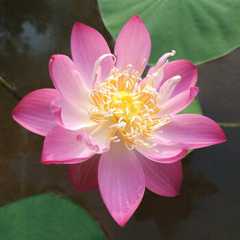 多瑙梦苑姜永慧微型碗莲成品苗阳台小荷花水生迷你花卉星火裸根不带土