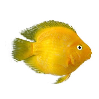 热带观赏鱼淡水鱼发财鱼红白鹦鹉鱼活鱼风水鱼招财黑红黄斑马活体 12