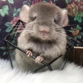 doubleyellow龙猫活体幼崽龙猫活物毛丝鼠可爱家养宠物鼠活宠咖色弟弟