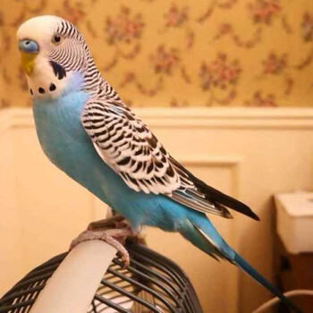 虎皮鹦鹉宠物活物云斑活体大型小鸟活宠物玄凤幼鸟鹦鹉活鸟鸟活物