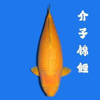 荣郁 纯种日本赤木芥子锦鲤鱼精品芥子锦鲤巨型大锦鲤观赏鱼苗锦鲤