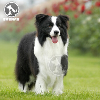 纯种边牧幼犬狗狗活体宠物狗幼崽边境牧羊犬中型犬陨石边牧七白三通