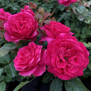 欧览魅力波浪灌木月季盆栽带花苞室内阳台花卉植物红粉色庭院花草魅力