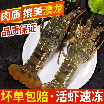 李享食丰小青龙虾鲜活活冻小青龙鲜活活冻海鲜海捕小青龙龙虾400-500克/只 400-500g/只（2只起拍）