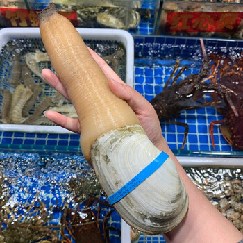 三蟹岛【活鲜】鲜活象拔蚌 白蚌象 鼻蚌 加蚌鲜活刺身 特大号 1只 鲜活象拔蚌 1只 1400-1500g