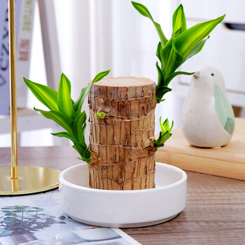 巴西木水培(巴西木水培的养殖方法和注意事项)