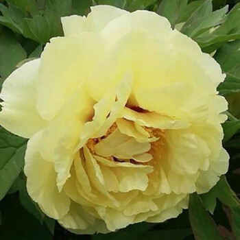 牡丹花苗盆栽大苗正宗洛阳观赏牡丹菏泽重瓣花卉庭院牡丹花树苗皇冠24