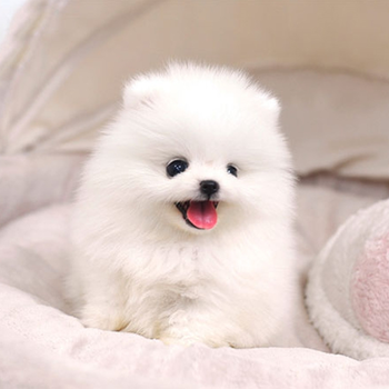 茶杯犬博美俊介犬纯种宠物活体狗小型犬白色网红狗幼犬