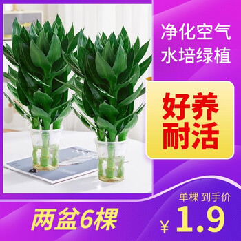 篱趣富贵竹水培绿植开运竹室内桌面净化空气好养植物观音竹基地直销 6棵观音竹（一次性塑料杯）