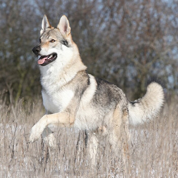 别恙宠纯种捷克狼犬幼犬宠物狗狗活体大型狼犬猛犬狼活体幼犬北京犬舍