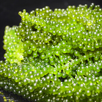 媚调 海葡萄 新鲜海洋绿色蔬菜植物界鱼子酱海藻菜水葡萄海草  200g