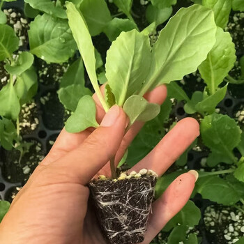 寿禾绿甘蓝种子包菜甘蓝苗春季冬季蔬菜种籽绿甘蓝苗10棵