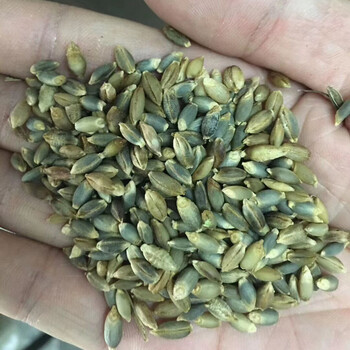 五谷杂粮甜荞麦苦荞麦种子红高粱大麦黑小麦燕麦青稞谷子小米水稻