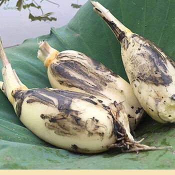 洪湖莲藕新鲜 5斤粉藕清炒生吃凉拌煲汤湖北特产九孔脆藕面 1/3斤 5斤