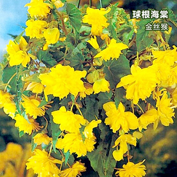 美外 莱州格润 海棠种球带芽夫妻海棠花庭院阳台多年生球根花卉 垂吊