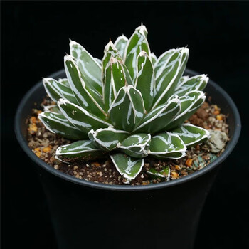 世之雪笹之雪大戟科多肉植物室内盆栽花卉肉肉花龙舌兰仙人球盆景精选世之雪11 12cm左右裸根不带土 图片价格品牌报价 京东