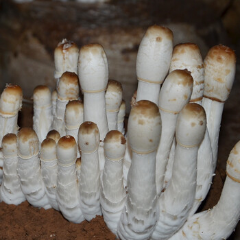 蘑菇种植菌包阳台种蘑菇菌种菌棒菌菇种家庭室内香菇养种食用菌