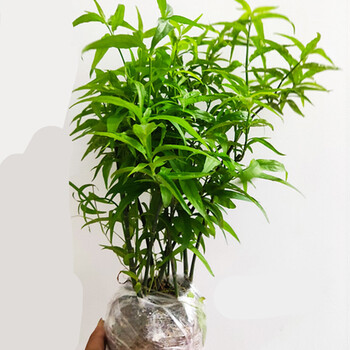 忧遁草盆栽 鳄嘴花 黎王草优盾草苗.叶子庭院 阳台 植物.