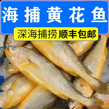 海捕新鲜小黄鱼鲜活速冻生鲜海鲜水产 3斤装【8-11条/斤】【图片 价格