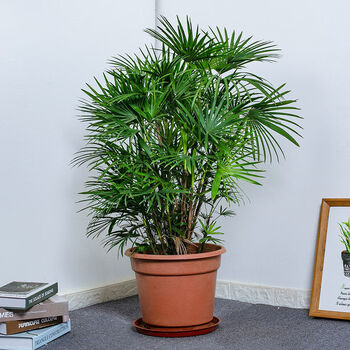 金山棕盆栽棕竹盆景细叶大型办公室家居庭院净化空气四季常青绿植 高
