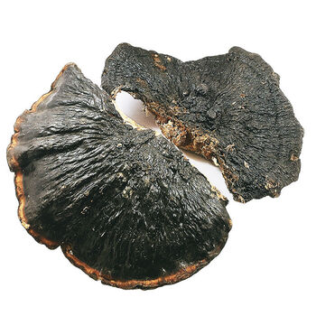 伟博海南深山薄树薄盖灵芝250克精选货薄树灵芝纯野生250克