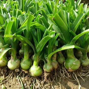 苏炫 虎眼万年青盆栽食用海葱三年中草药旱三奇土三七带叶发货正宗 4