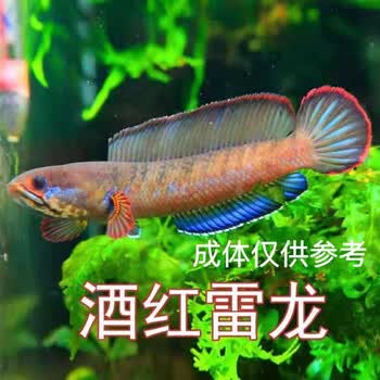 幻红鬼王幻蓝黄金火背雷龙鱼阿萨姆奶茶钴蓝小鱼七彩巴卡二 酒红雷龙3