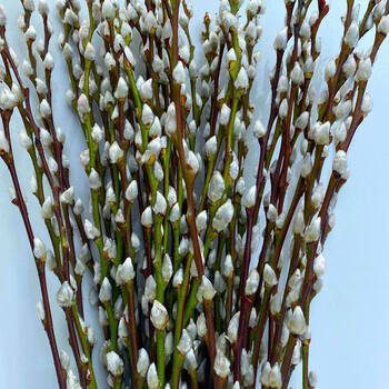 新年真花鲜枝室内客厅装饰年宵花卉银柳干花水养观赏植物 白色银柳50