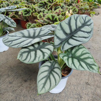 龙鳞海芋盆栽办公客厅喜阴绿植网红竹芋天鹅绒吸甲醛净化空气防辐 浅
