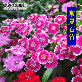 蝶沾花常夏石竹花种子四季种易活多年生耐寒花卉种子矮生地被石竹花籽旱羽裂石竹园林绿化植物盆栽花草种籽常夏石竹