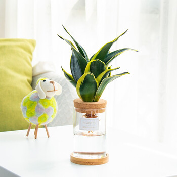 瓶水培植物办公室绿植桌面盆栽绿萝发财树盆景花卉盆栽带盆发货荷花兰