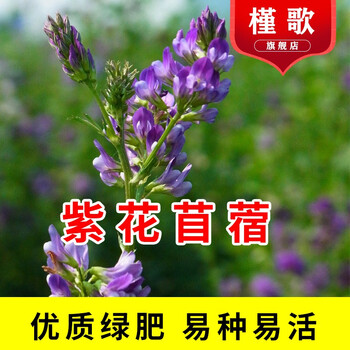 紫花苜蓿种子猪牛马羊鸡鹅鸭鱼牧草四季多年生耐寒畜牧南北方牧草种子简雪紫花苜蓿包衣一斤 图片价格品牌报价 京东