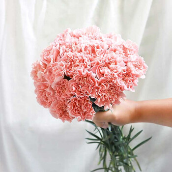 【虹越】向日葵康乃馨公主花干花/鲜切花鲜切花 室内家居办公室纪念日