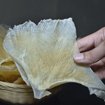 官方滋补鱼翅正宗天九翅海狗翅浦鱼翅天星翅煲汤食材海鲜干货大号20片