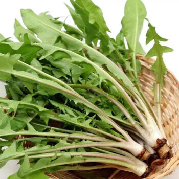 箩颜【顺丰生鲜】新鲜蒲公英野生现挖婆婆丁东北蘸酱菜嫩芽嫩叶蔬菜