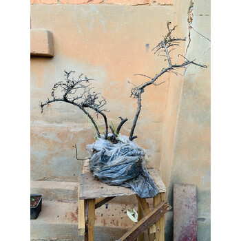 麦桑荷白花荀子红花老桩盆景米叶珍珠荀子植物开花盆景不落叶红果 12