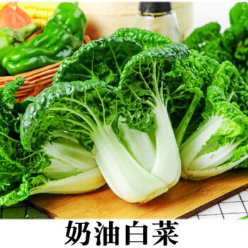 春不老高价菜乌塌菜种子籽黑心乌种籽泡泡青黑油菜耐寒蔬菜种籽孑奶油