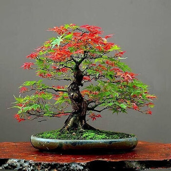 日本红枫盆景植物三季红红舞姬树黄金枫山红叶老桩盆栽植物sm, 日本