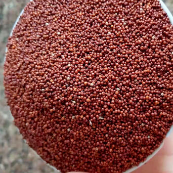 鸭脚粟广西岑溪矮脚粟粉粟米粒龙爪粟铲子粉拳头粟穇子米杂粮 3斤 纯