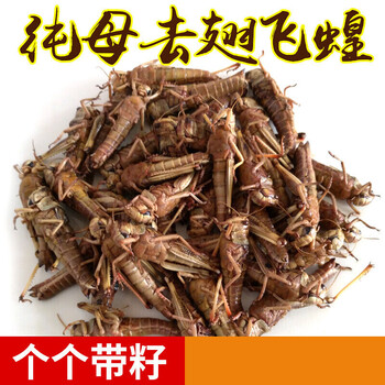 新鲜活体速冻纯母蚂蚱东亚飞蝗虫去翅带籽蚱蜢500g