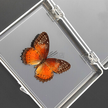 昆虫标本盒昆虫标本树脂昆虫标本原虫真实蝴蝶标本摆件真蝴蝶昆虫标本