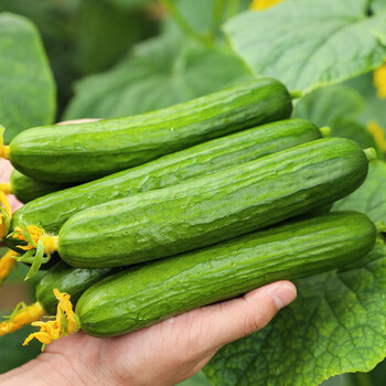新鲜现摘水果小黄瓜当季脆嫩无刺青瓜新鲜生吃黄瓜时令蔬菜水果5斤