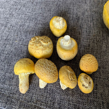 青海特产祁连山野生皇菇黄蘑菇钉子半斤装菇煲汤香菇 皇帝菇菌类 250g