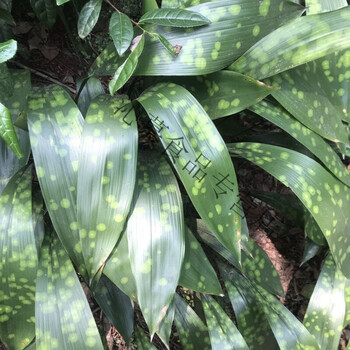 橙伯乐粽子叶四川新鲜粽叶包粽子专用粽叶农家自种糯米粽子叶新鲜粽叶