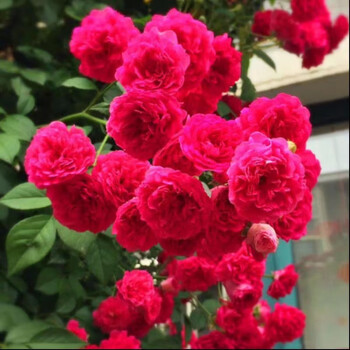 心头肉红木香月季花苗爬藤植物四季开花耐寒好养浓香木香庭院蔷薇花卉